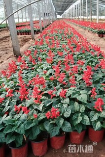 高度20厘米一串红