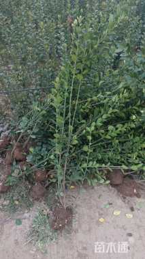 高度150厘米北海道黄杨