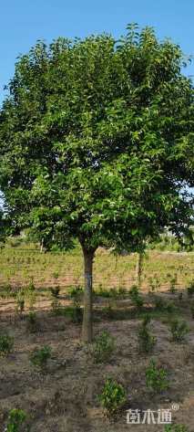 12公分大叶女贞