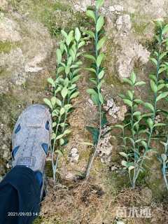 高度30厘米大叶黄杨