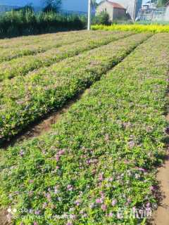 高度20厘米粉花绣线菊