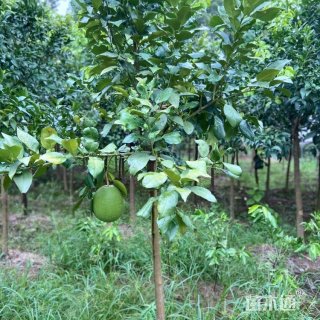 8公分柚子树