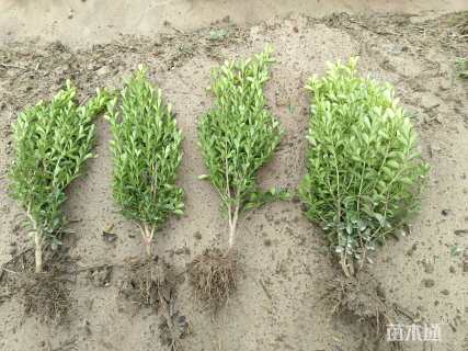 高度45厘米瓜子黄杨