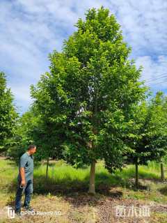 15公分乐昌含笑