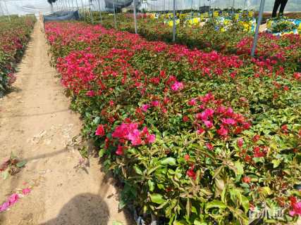 高度20厘米三角梅