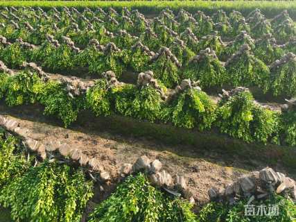 高度40厘米瓜子黄杨