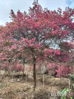 原生单杆红檵木