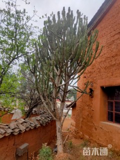 高度400厘米仙人掌