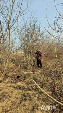 高度300厘米丛生黄栌