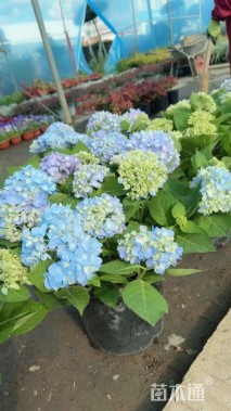 高度10厘米绣球