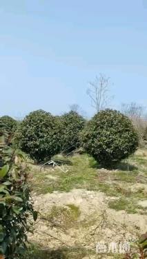 冠幅2.5厘米红叶石楠球