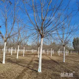 14公分金叶复叶槭