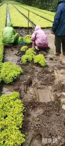 高度30厘米金山绣线菊