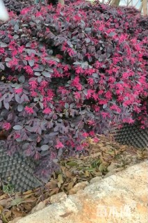 冠幅100厘米红花继木球