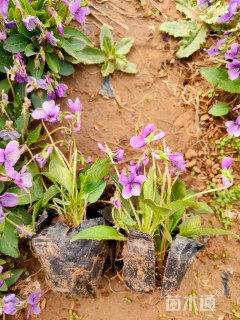 高度17厘米紫花地丁