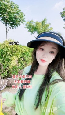 冠幅180厘米胶东卫矛球