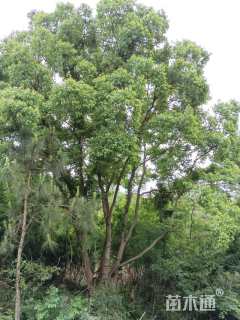 110公分(6杆)丛生乌桕