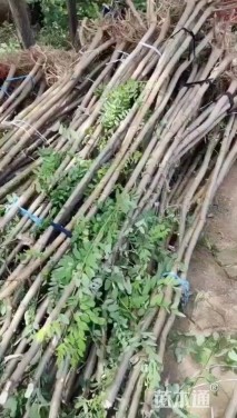 高度50厘米紫穗槐