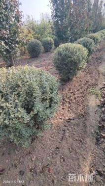 高度130厘米冬红卫矛