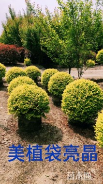 冠幅60厘米亮晶女贞球