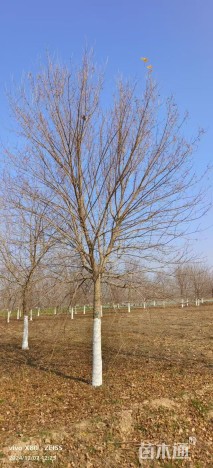 18公分元宝枫