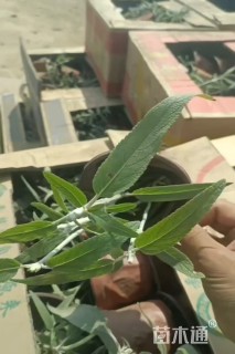 高度15厘米墨西哥鼠尾草