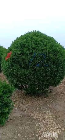 冠幅300厘米大叶黄杨球