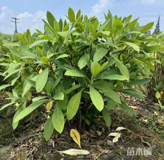 高度80厘米结香球