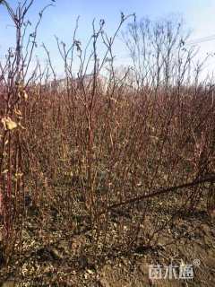 高度60厘米蔷薇