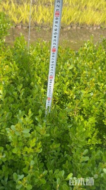 高度45厘米瓜子黄杨