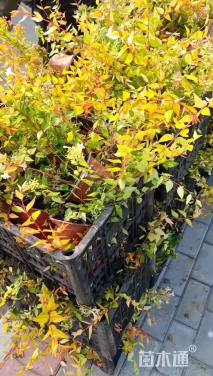 高度40厘米六道木