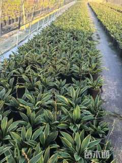 高度30厘米玉簪