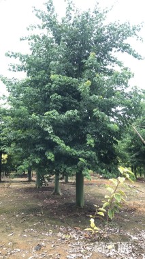 30公分大腹木棉