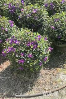 高度80厘米紫牡丹