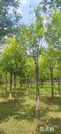 14公分高杆金枝槐