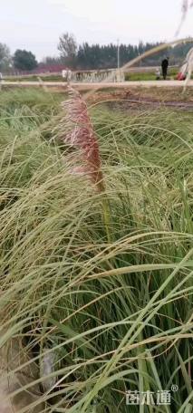 高度20厘米蒲苇