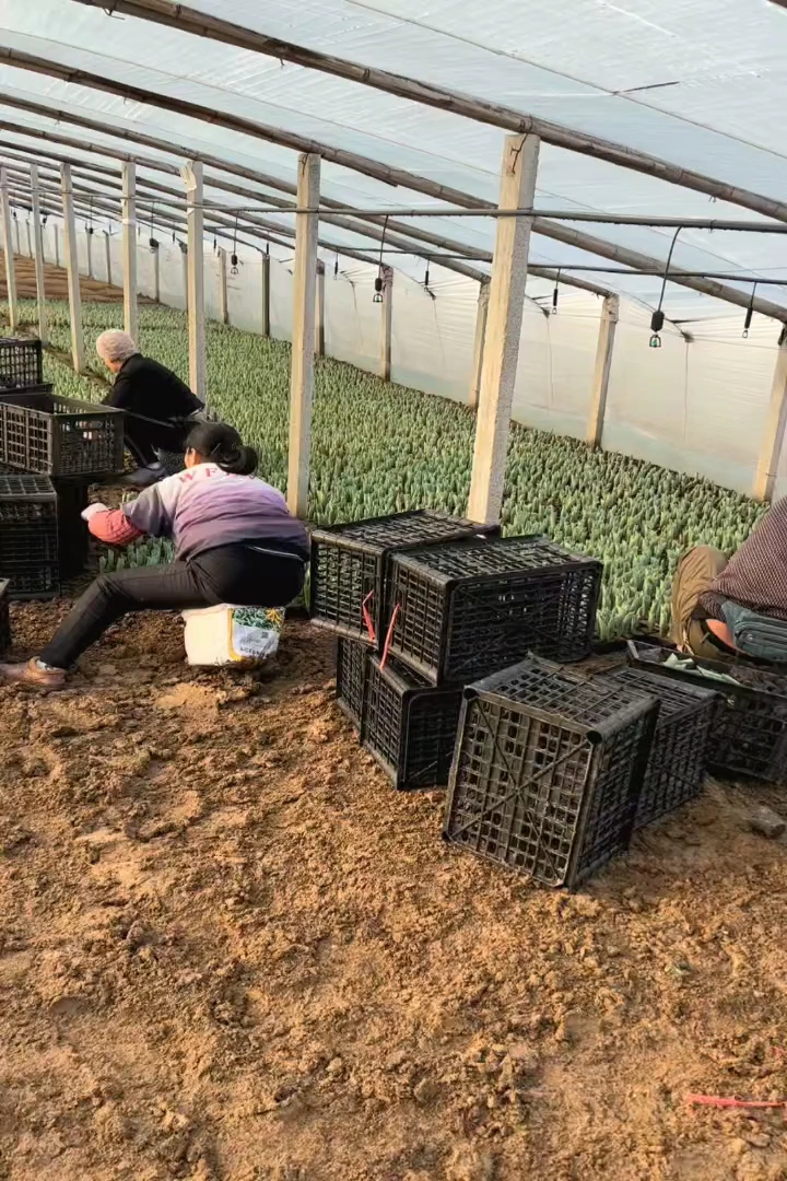 高度15厘米郁金香