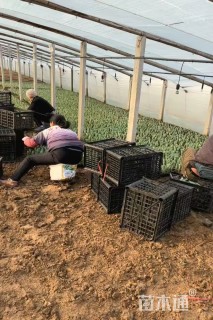 高度15厘米郁金香