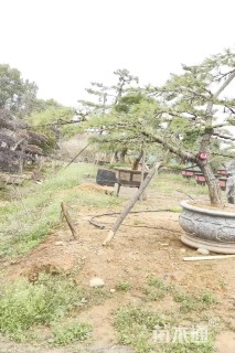 高度240厘米庭院松
