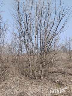高度600厘米丛生蒙古栎