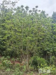 28公分(6杆)丛生蓝花楹