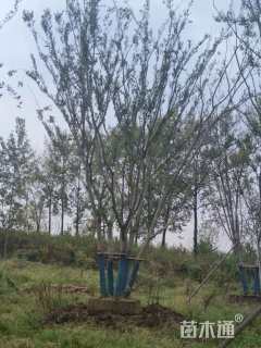 65公分(4杆)丛生朴树