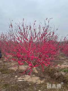 高度100厘米榆树小苗