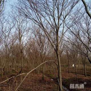 12公分榉树