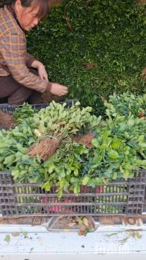 高度10厘米大叶黄杨小苗