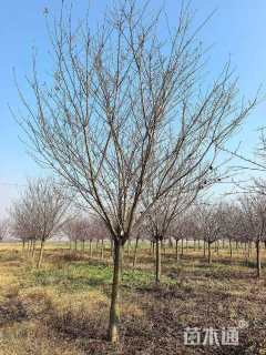 18公分日本早樱