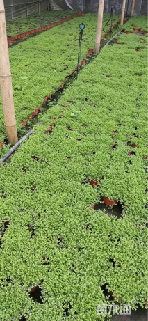 高度10厘米翠云草
