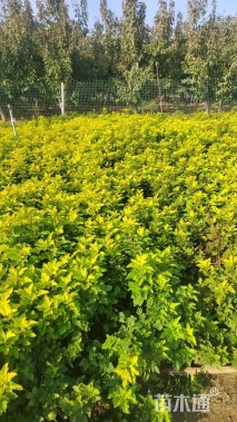 高度40厘米精品金叶风箱果