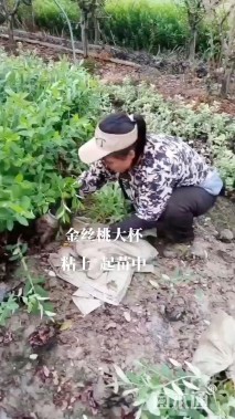 高度38厘米金丝桃