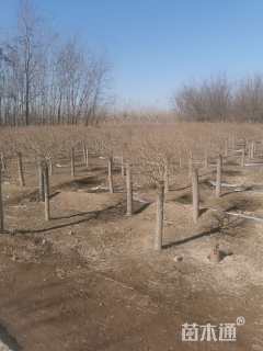 冠幅120厘米金叶榆球